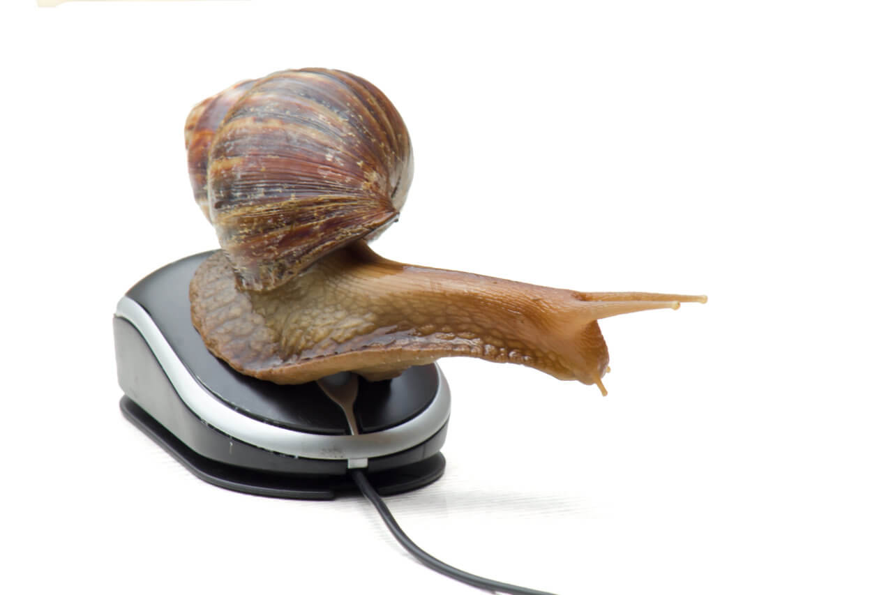 snail on a computer mouse